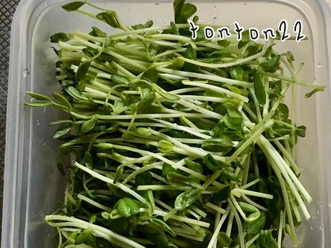 豆苗のカット保存☆(水菜でも)